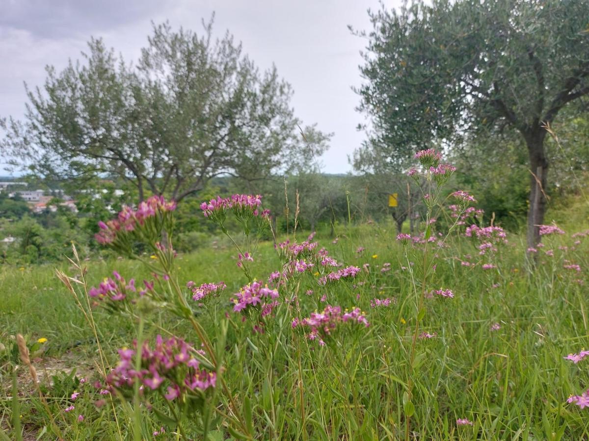 Hortensia Buje Eksteriør bilde