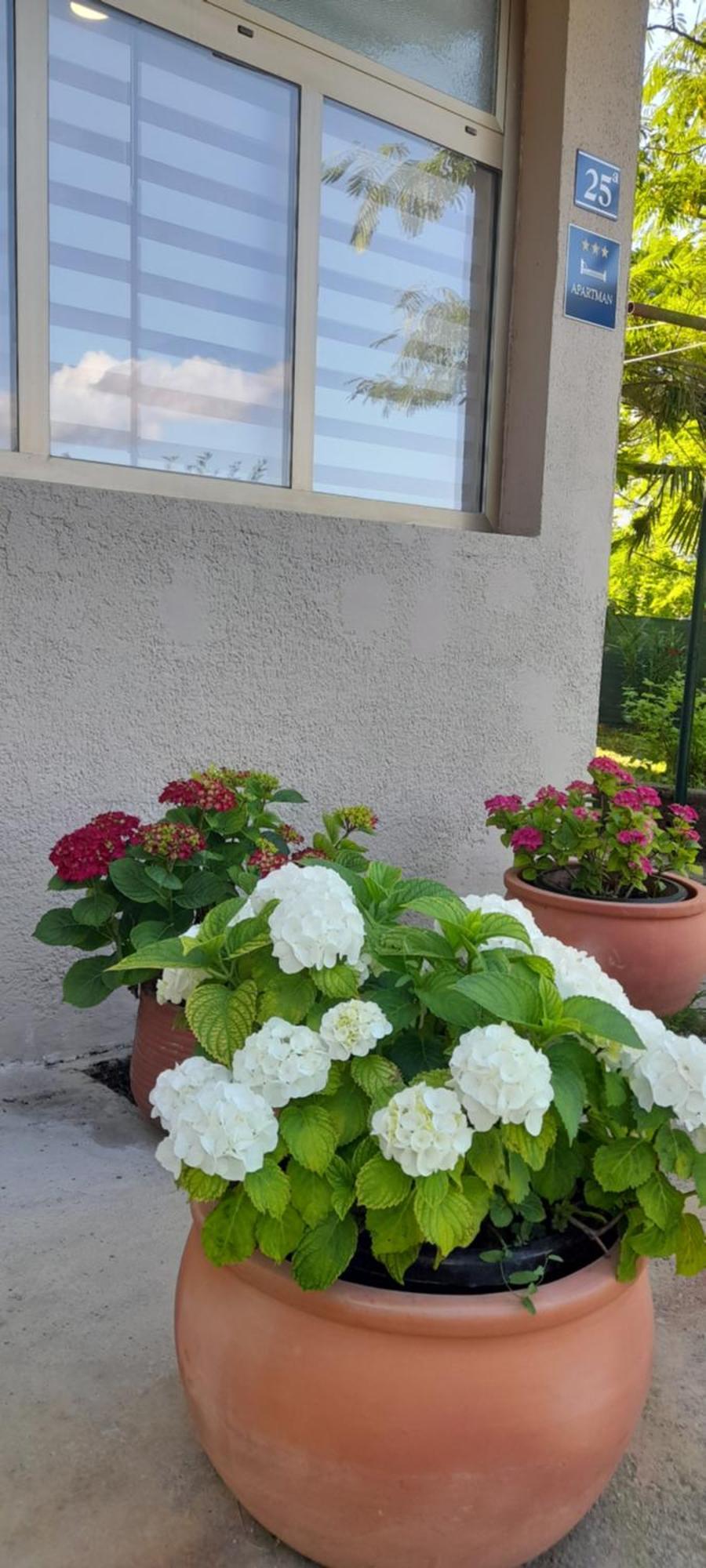 Hortensia Buje Eksteriør bilde